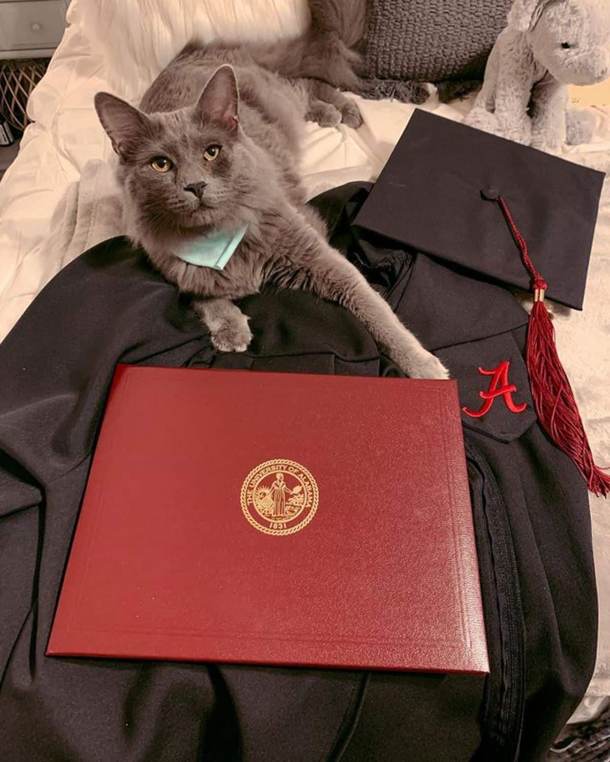 A fluffy gray maine coon lying on a bed and touching with a paw a diploma.