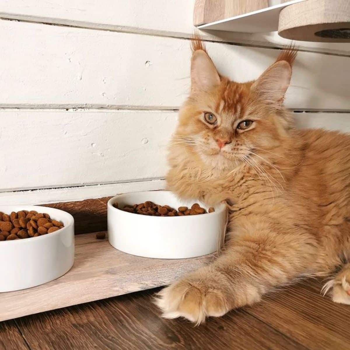 A fluffy red maine coon lying on the floor near two bowl full of food.