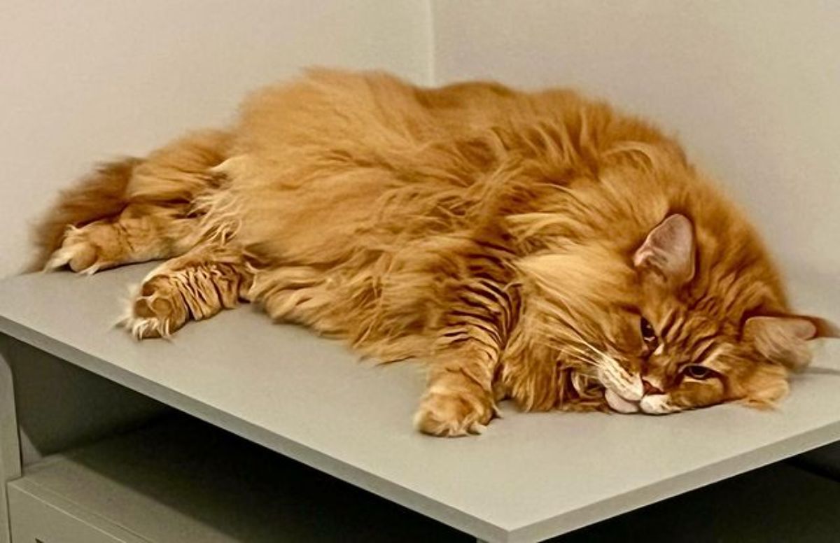 A big fluffy maine coon lying on a shelf.