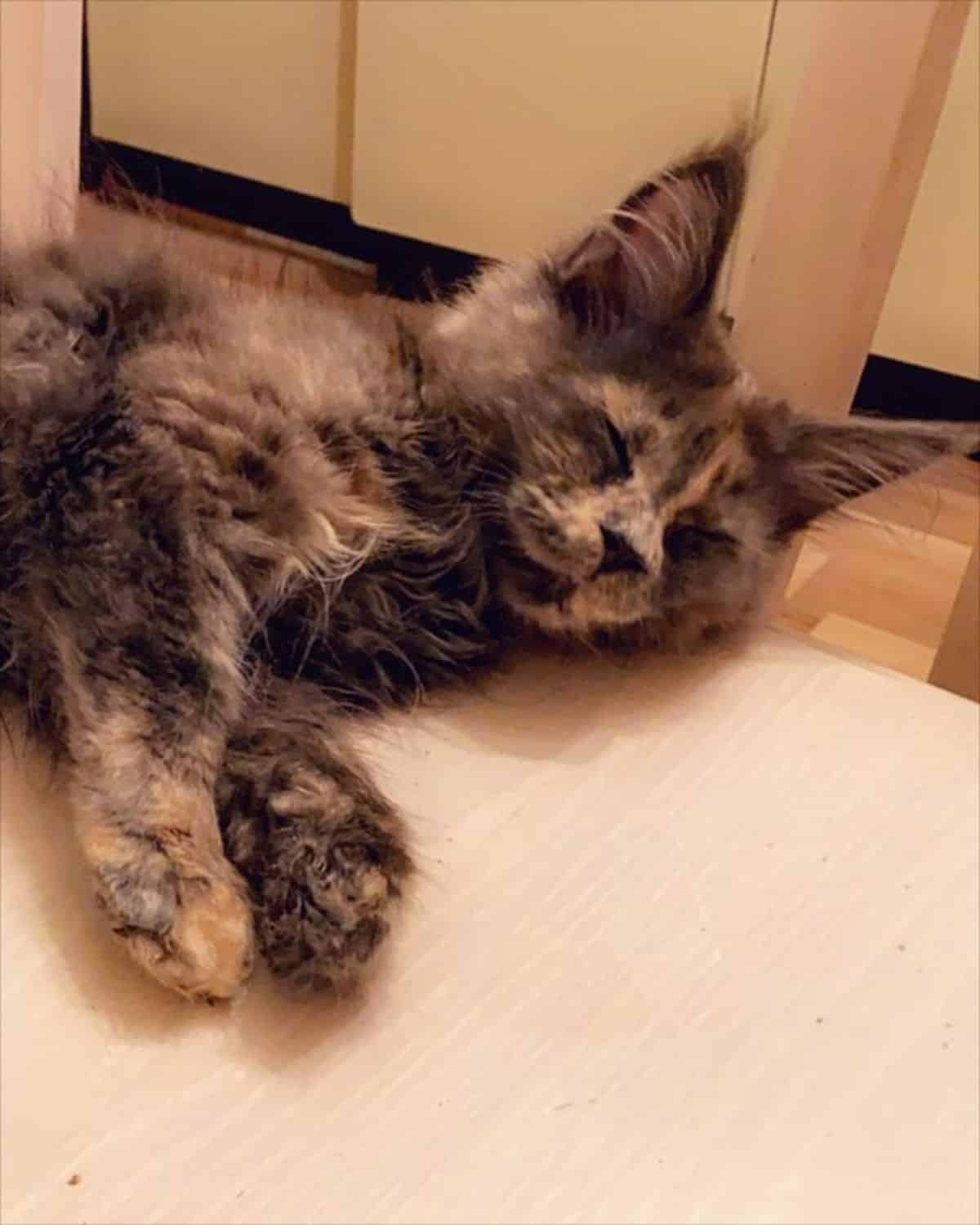 A fluffy tortoise maine coon kitten sleeping on a table.