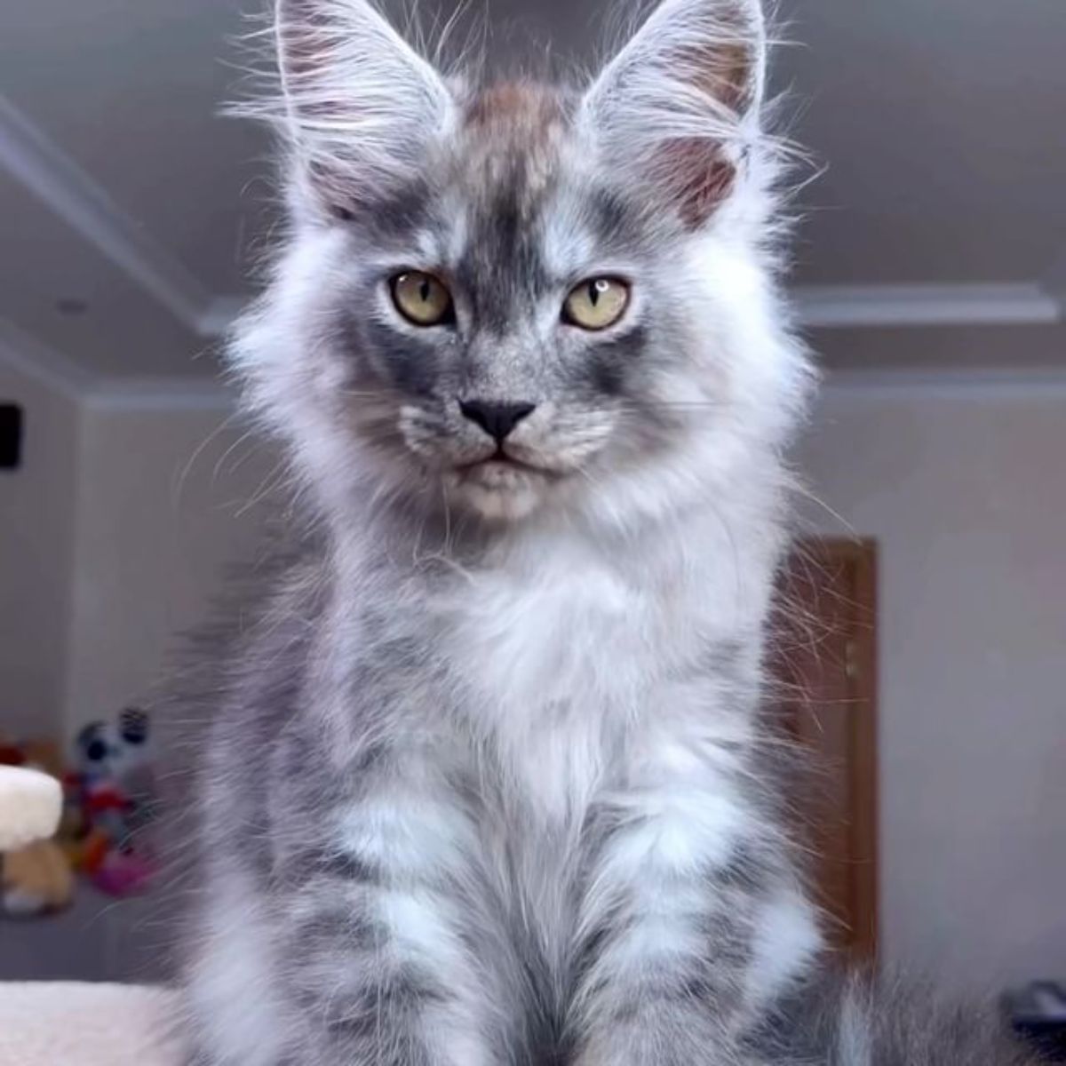 A fluffy gray maine coon looking into a camera lense.