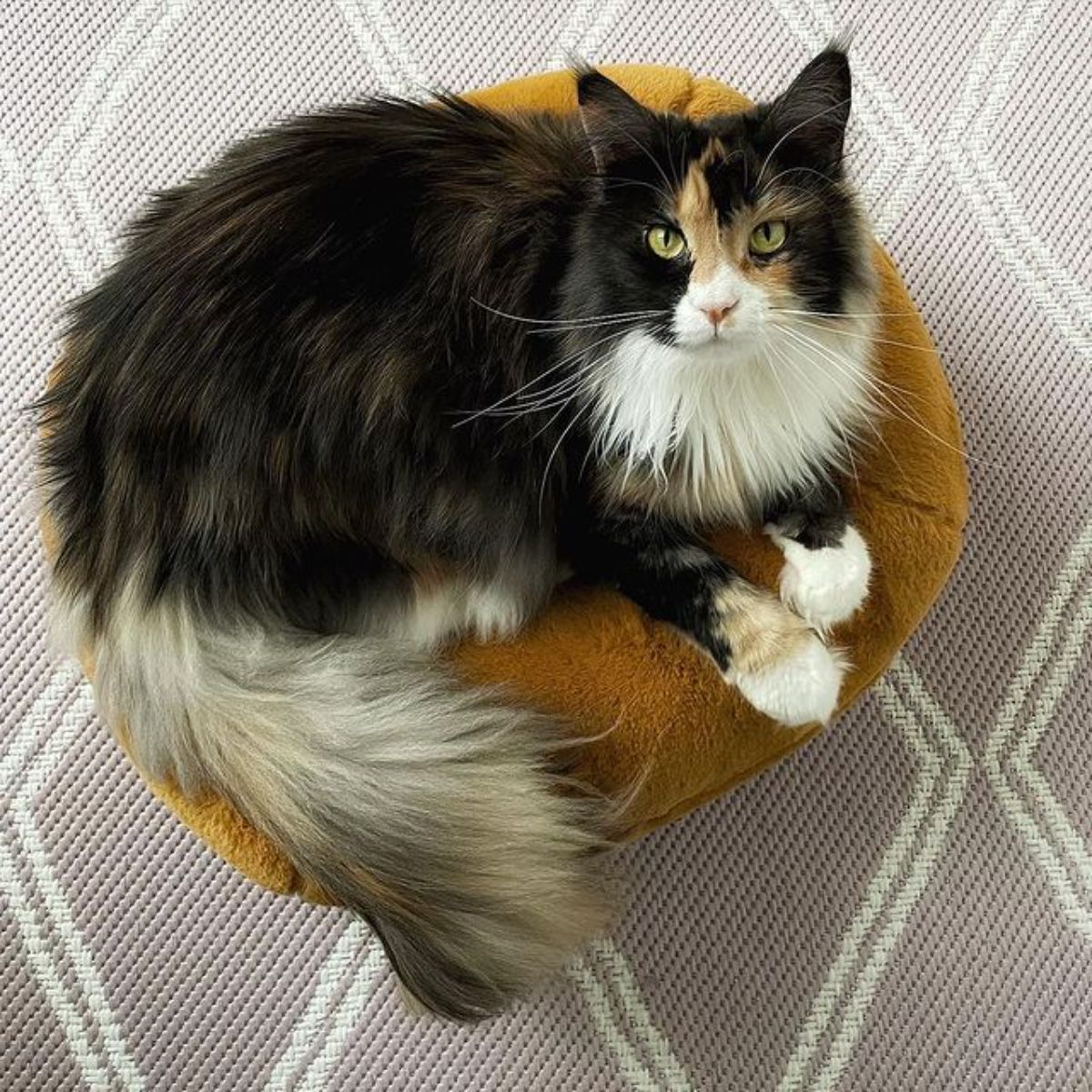 A fluffy calico maine coon lying on a cat bed.