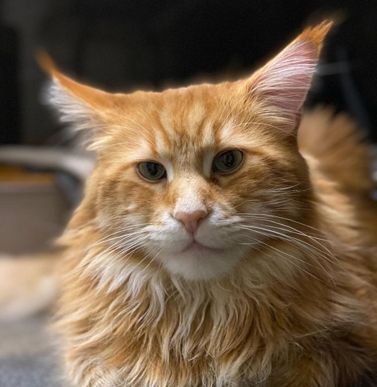 A close-up of a ginger maine coon face.