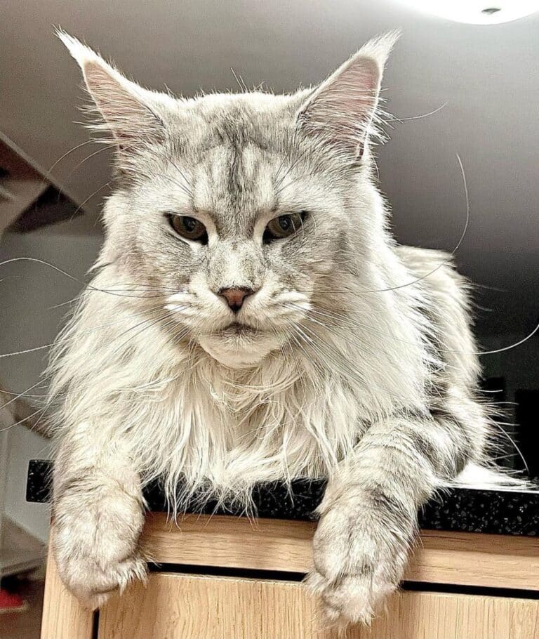 26 Beautiful White Maine Coon Cats (Instagram Famous)