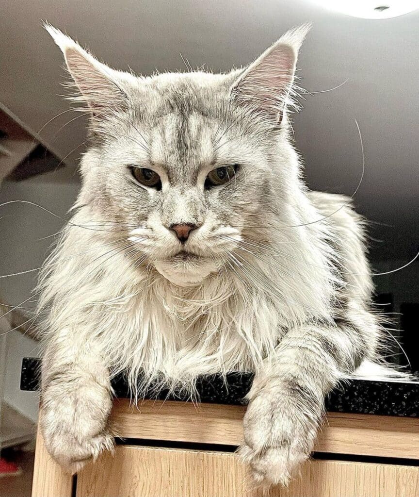 Beautiful White Maine Coon Cats Instagram Famous