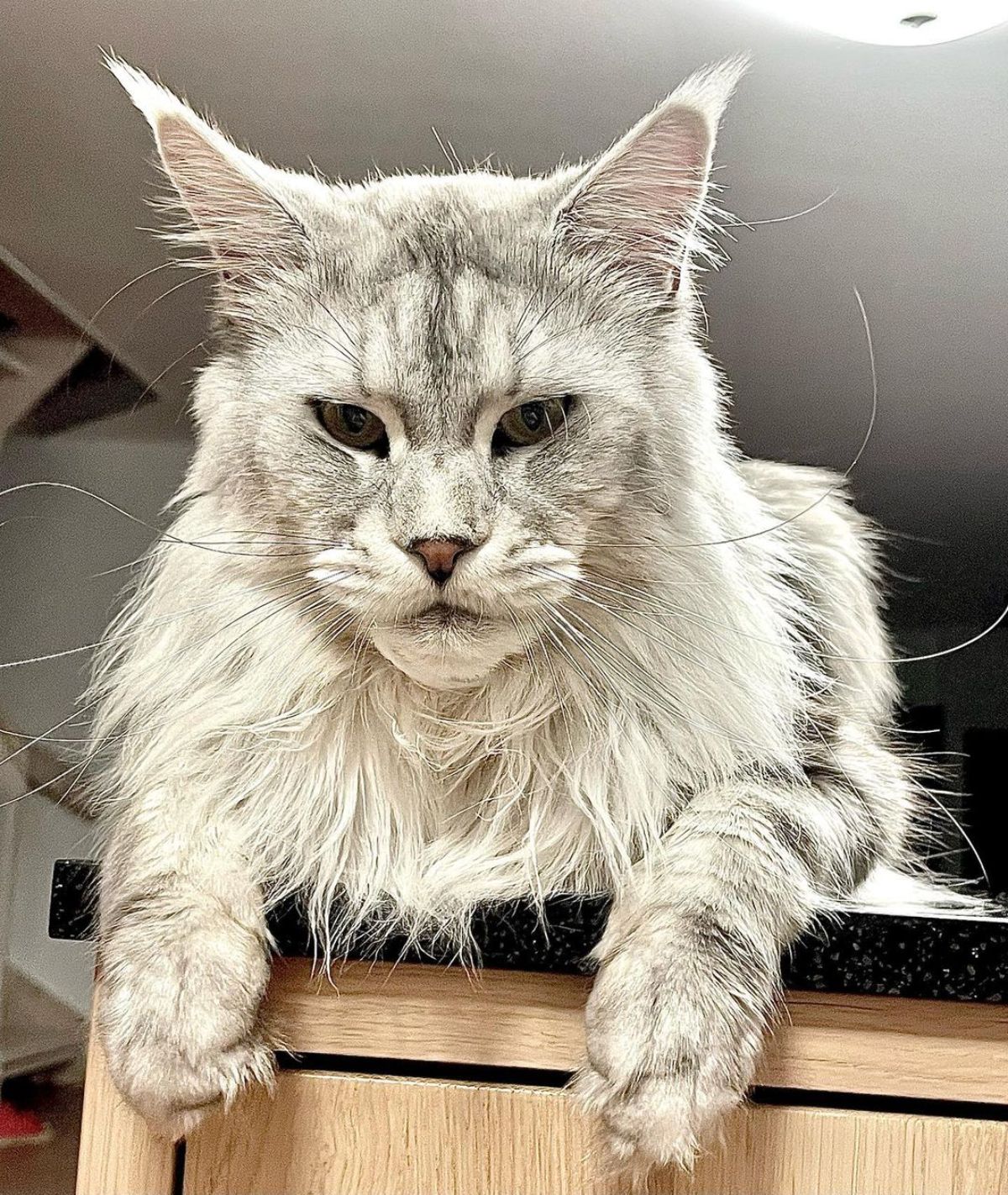 A beautiful fluffy gray maine coon lying on a table.