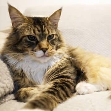 17 Beautiful Gray Smoke Maine Coon Cats (Instagram Famous) - MaineCoon.org