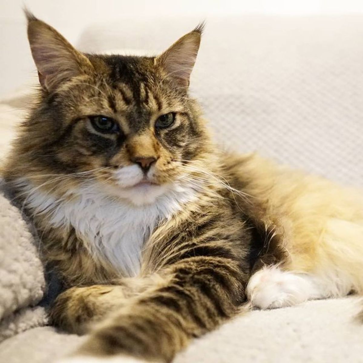 A fluffy gray maine coon lying on a sofa.