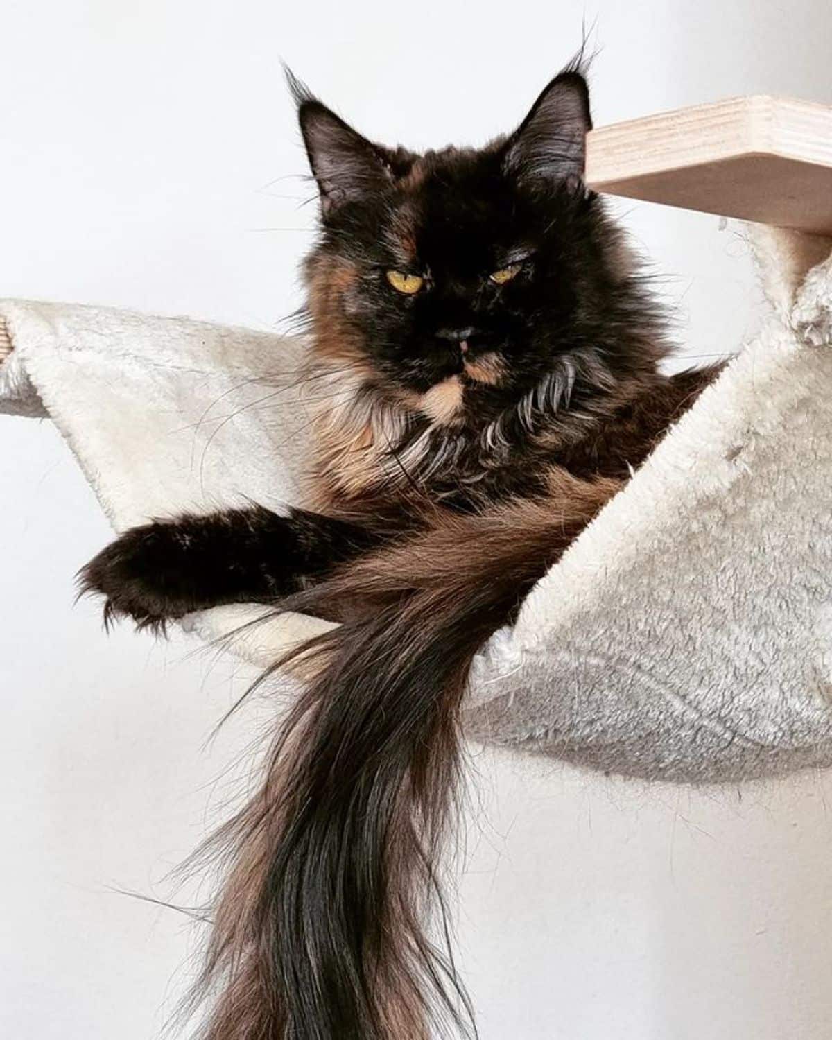 A beauitful tortoise maine coon lying in a hammock.