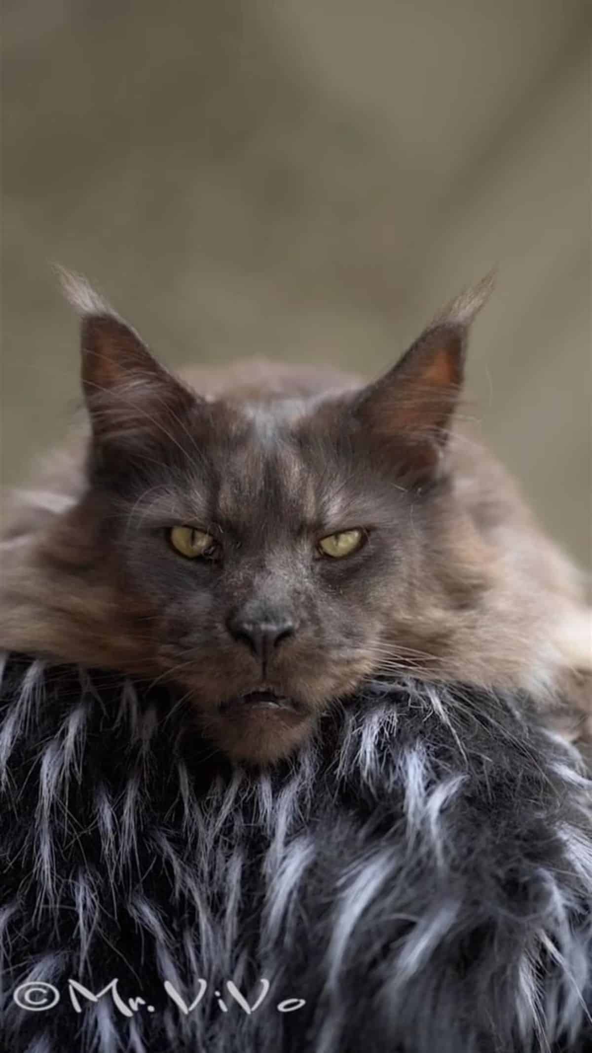 A bored-looking gray maine coon lying on a fur rug.