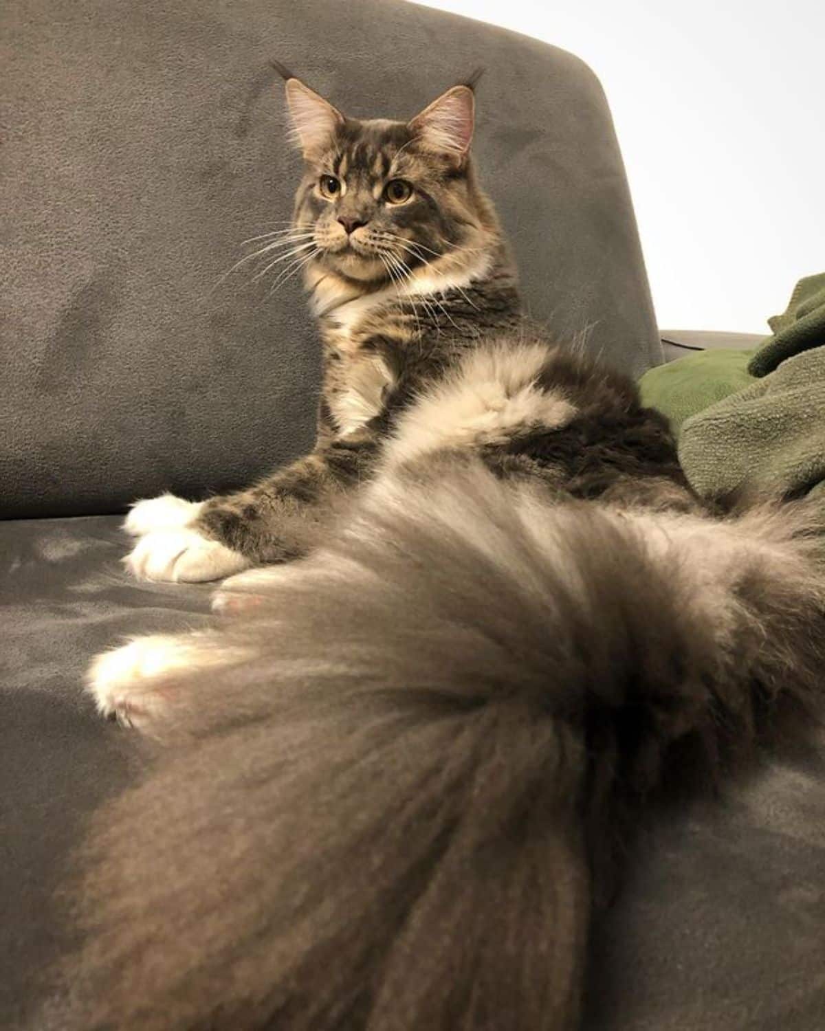 A fluffy tabby maine coon lying on a couch.