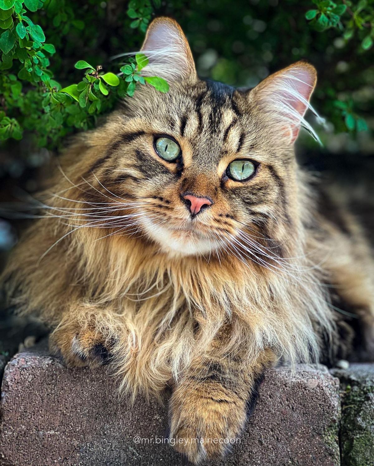 A beautiful brown fluffy maine coon lying on bricks.