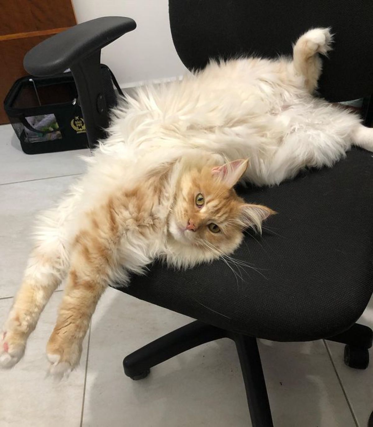 A fluffy creamy maine coon lying on a black office chair.