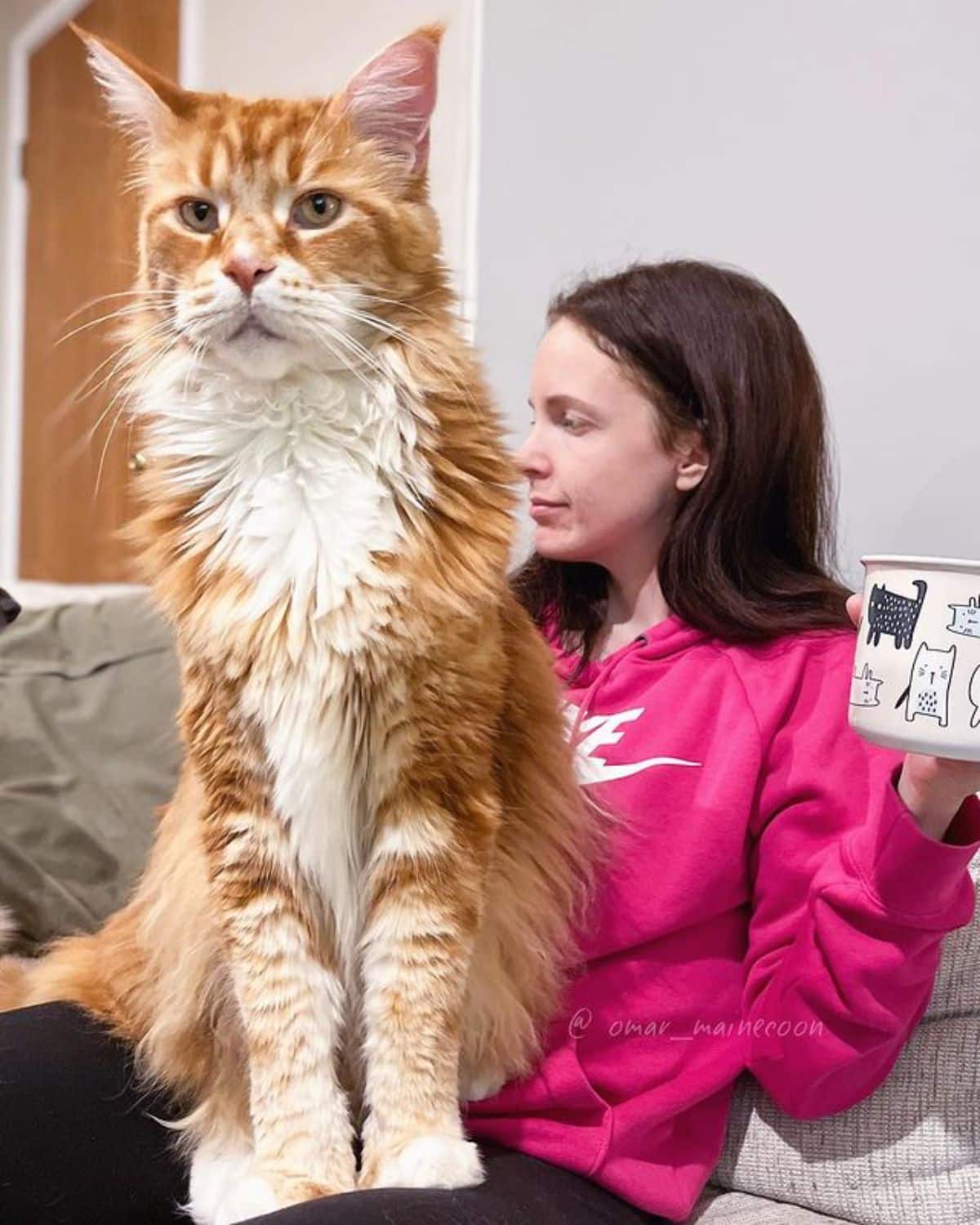 A big tall red maine coon sitting on a girl's lap.