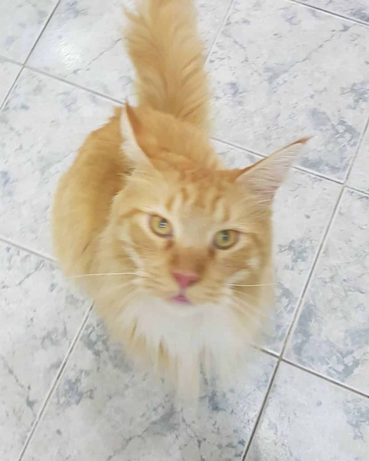 A ginger fluffy maine coon looking directly into a camera lense.