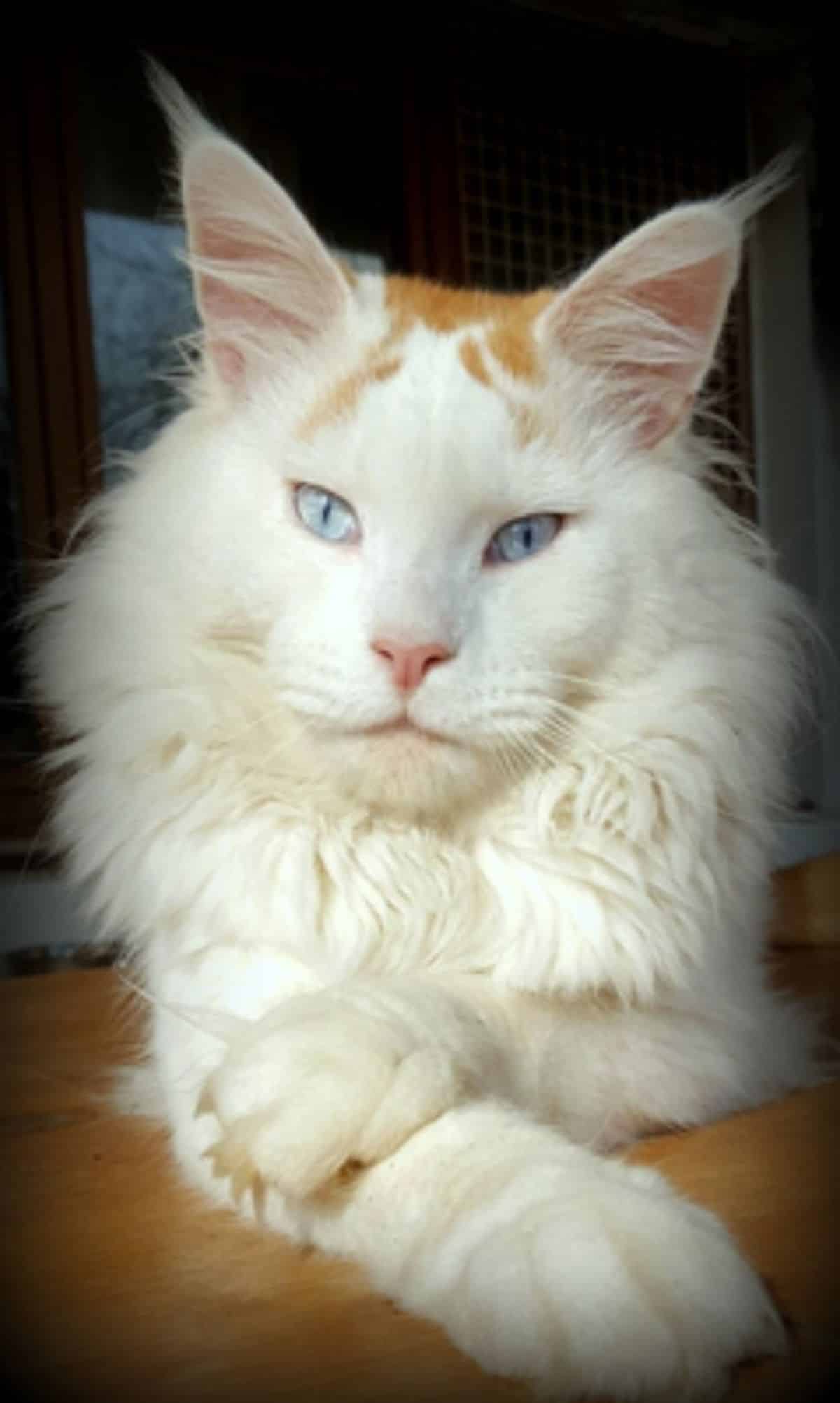 A beautiful white maine coon lying on the floor.