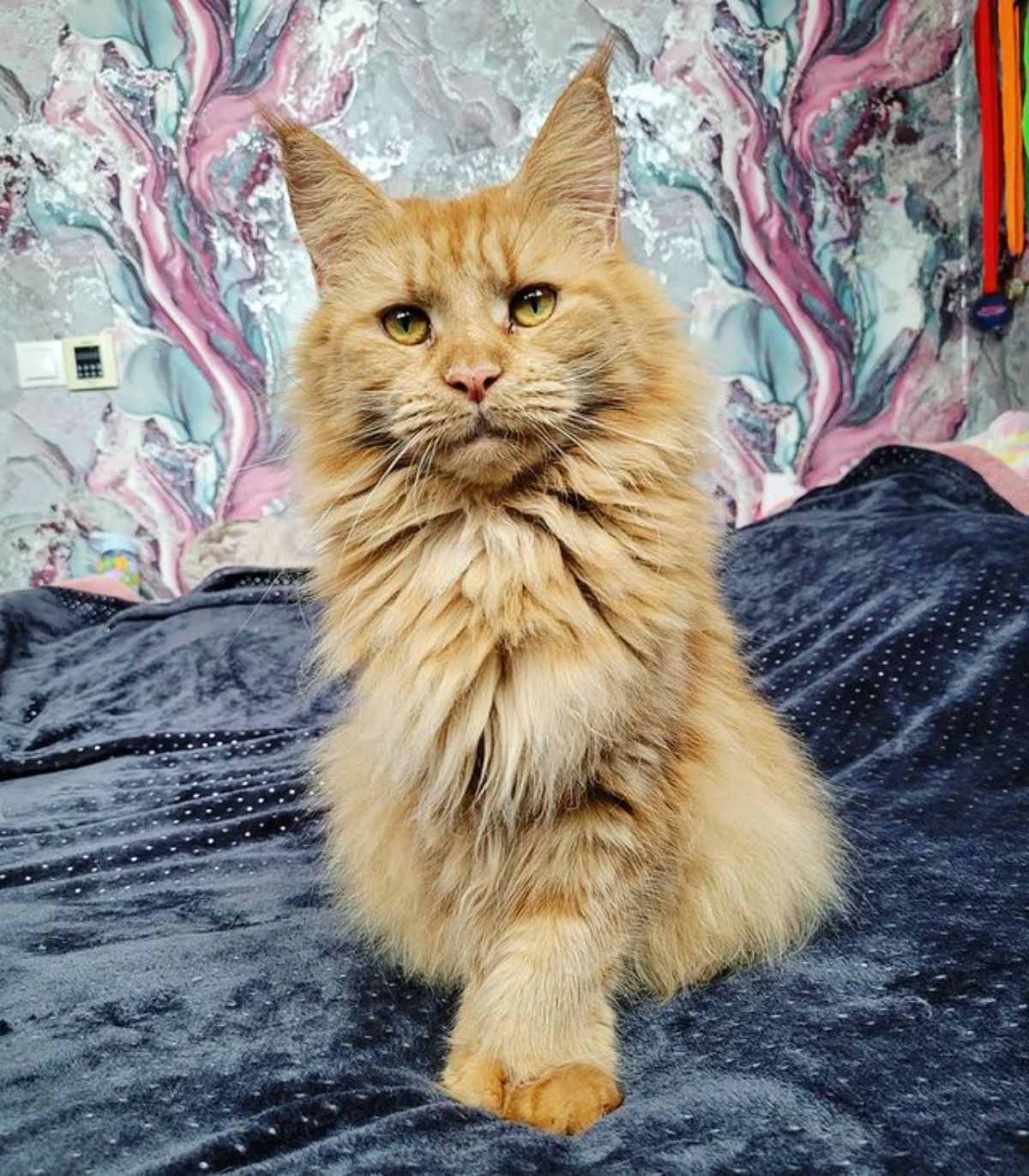 A fluffy red-silver maine coon sitting on a blue blanket.