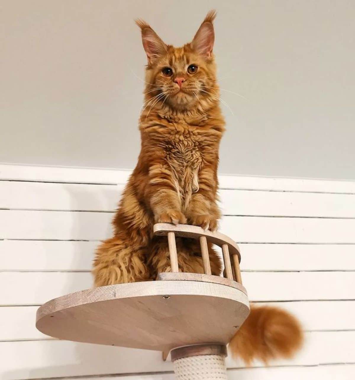 A red tabby maine coon sitting on the top of a cat tree.