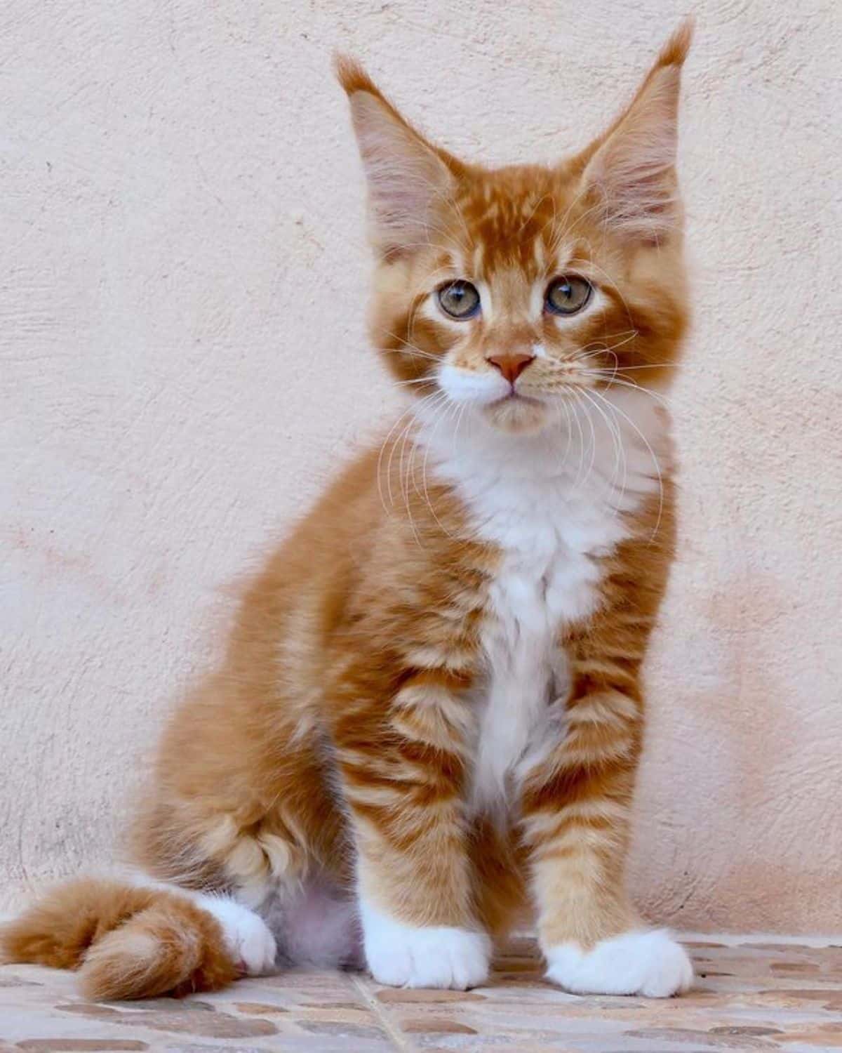 A red-white maine coon kitten sitting on the floor.