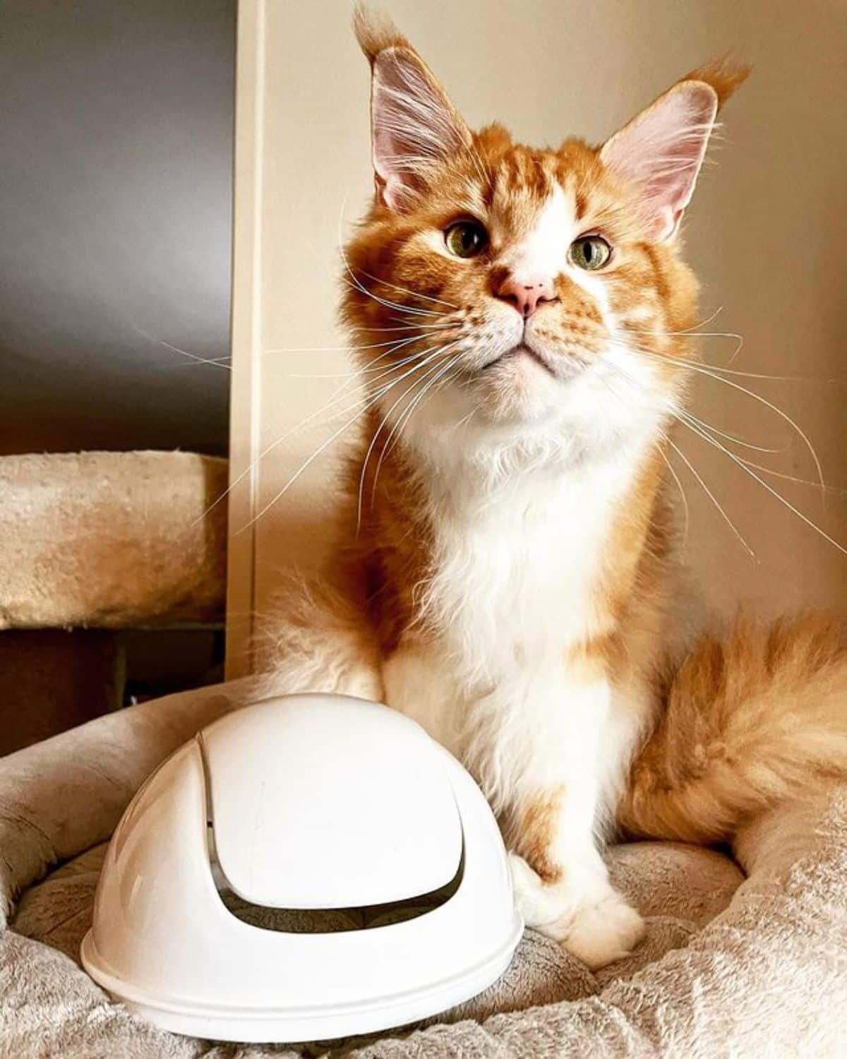 A beautiful red maine coon sitting in a cat bed.