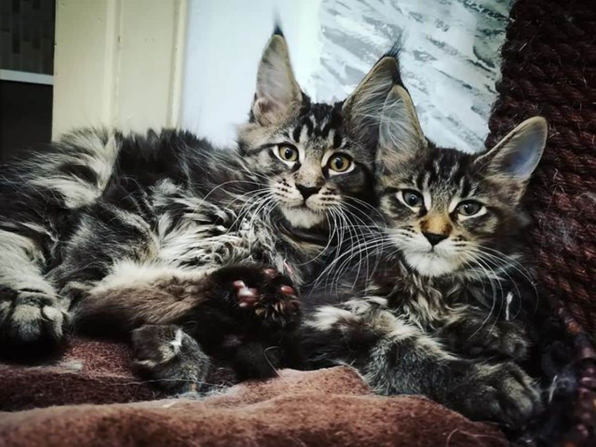 Two tabby maine coons lying on a brown blanket.