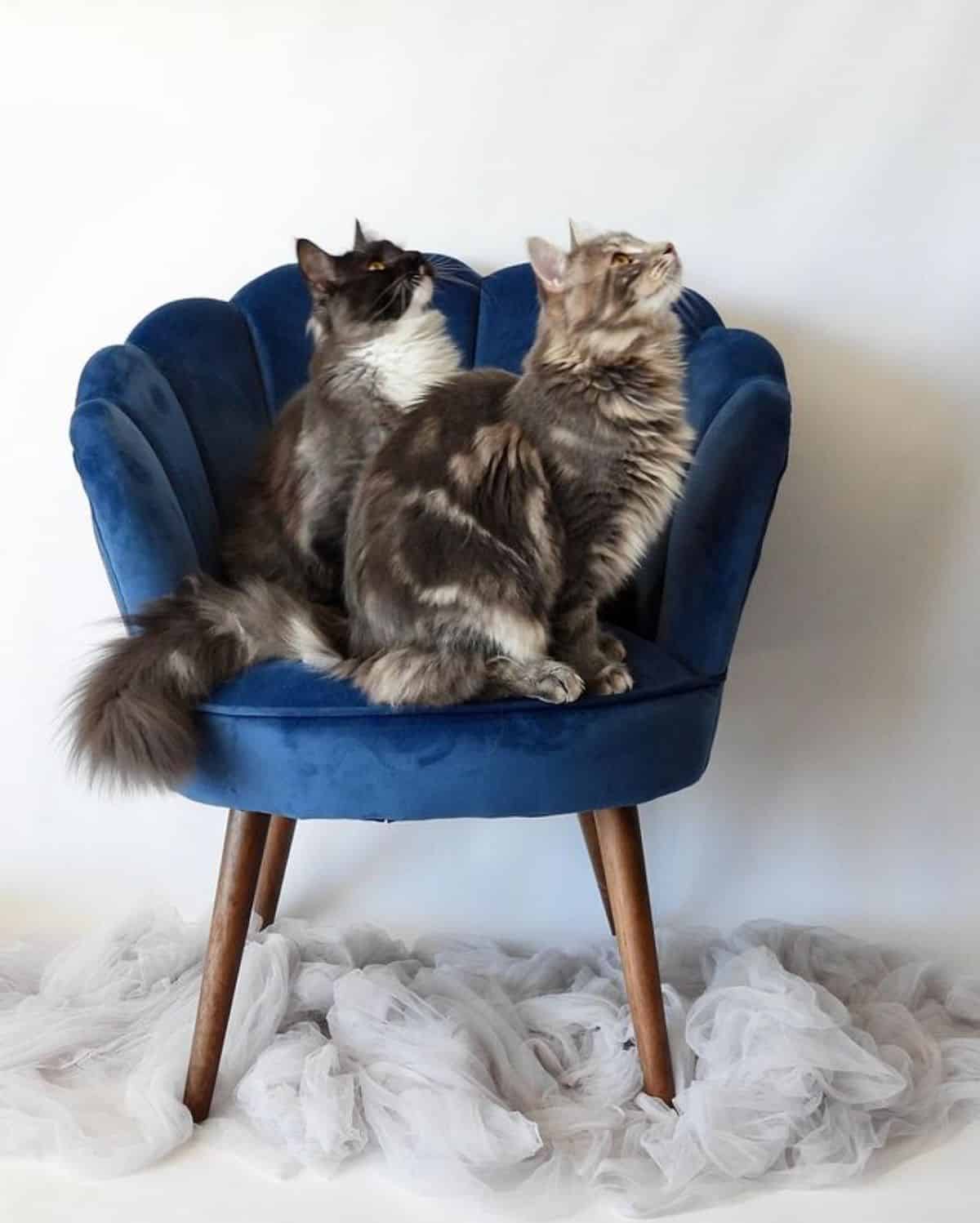 Two fluffy tabby maine coons sitting on a blue chair.