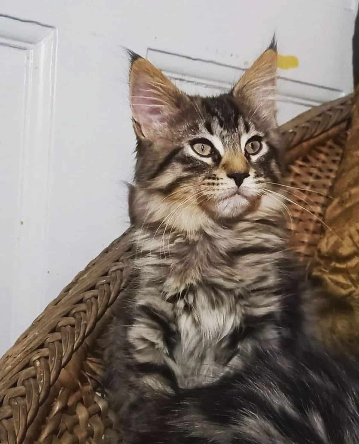 A fluffy tabby maine coon sitting on a chair.