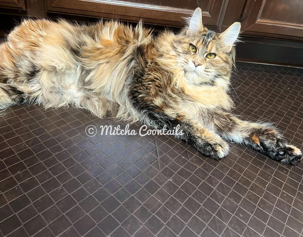 A bif fluffy tortoise maine coon lying on the floor.