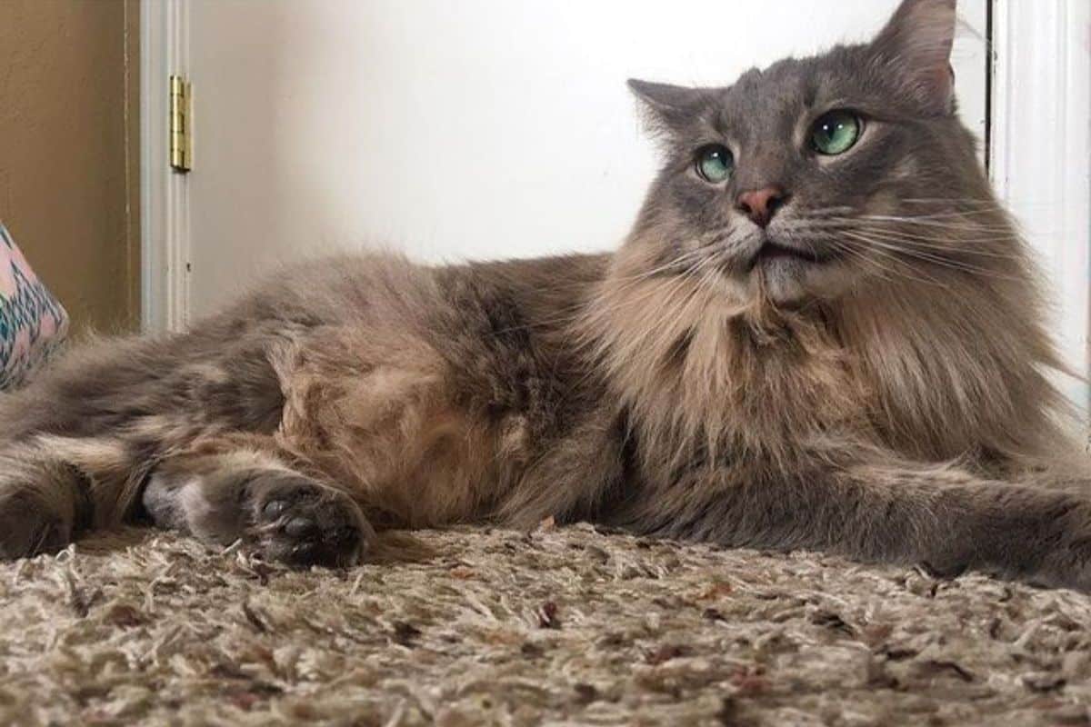 A fluffy gray maine coon lying on a bed.