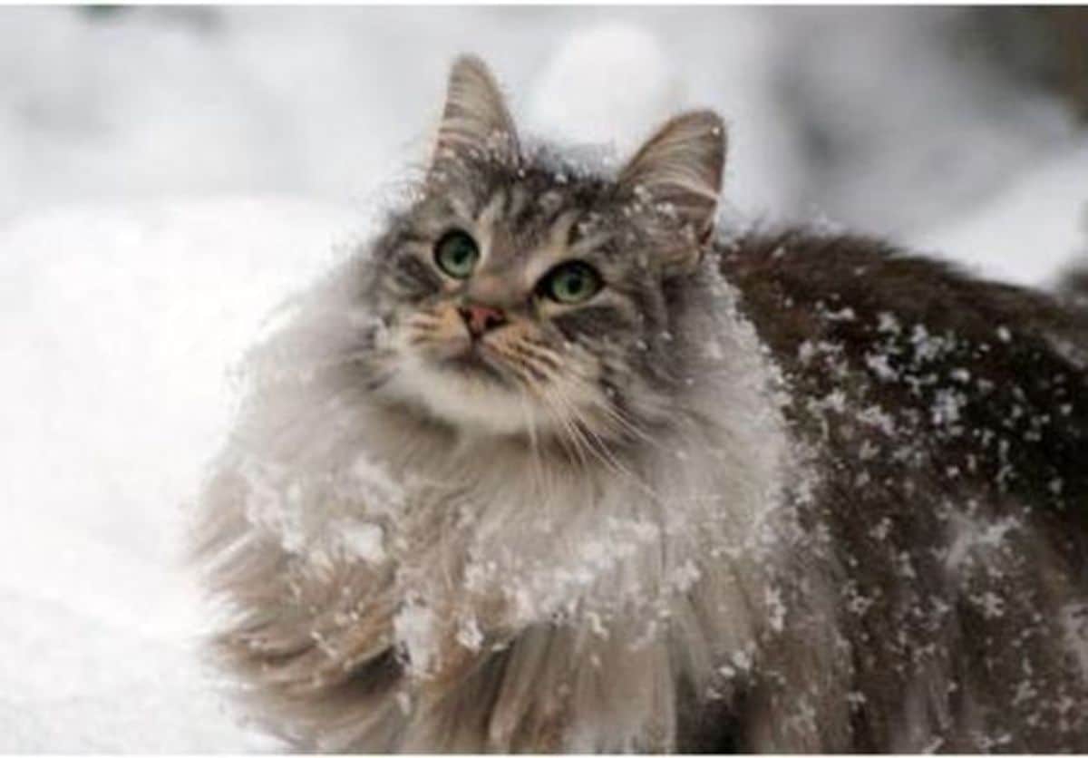 A big fluffy gray cat during the winter.