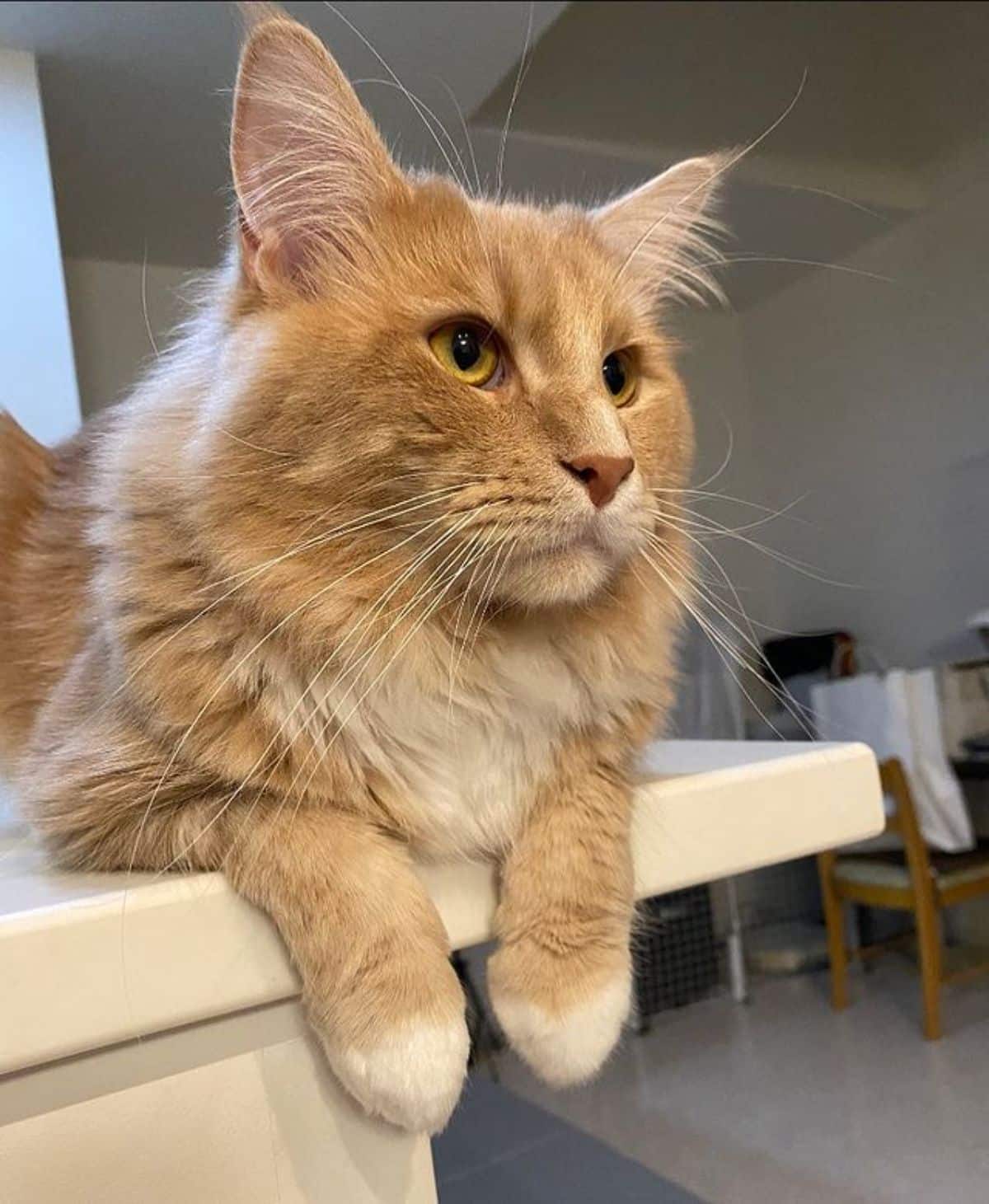 A fluffy golden maine coon lying on the edge of a kitchen table.