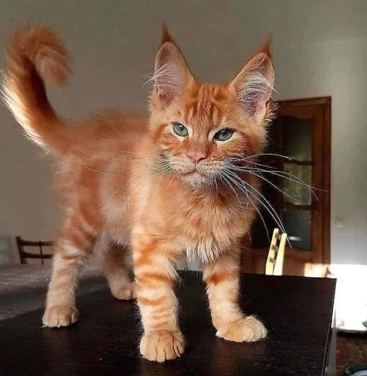 A young ginger maine coon standing on a black dining table.