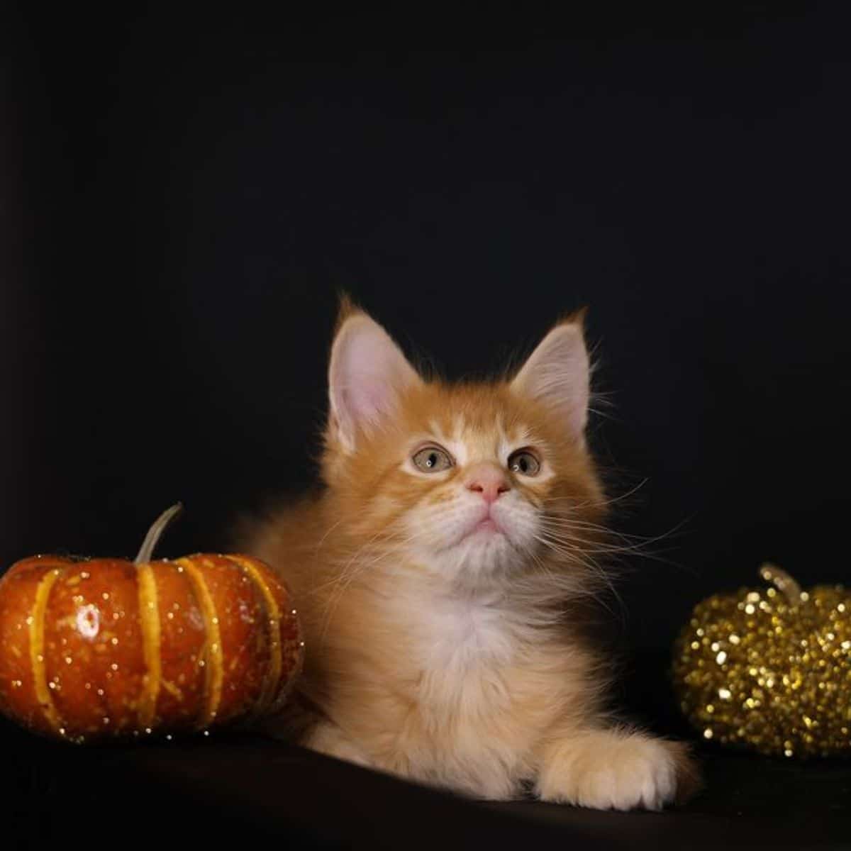 A red fluffy maine coon lying next to a pumpkin.