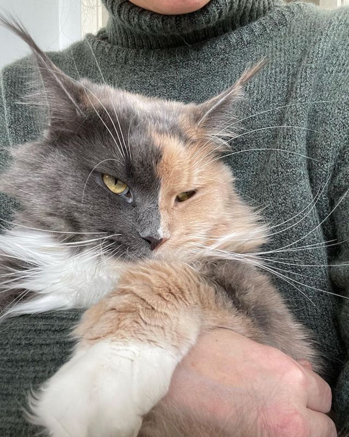 A human holding a cute calico maine coon.