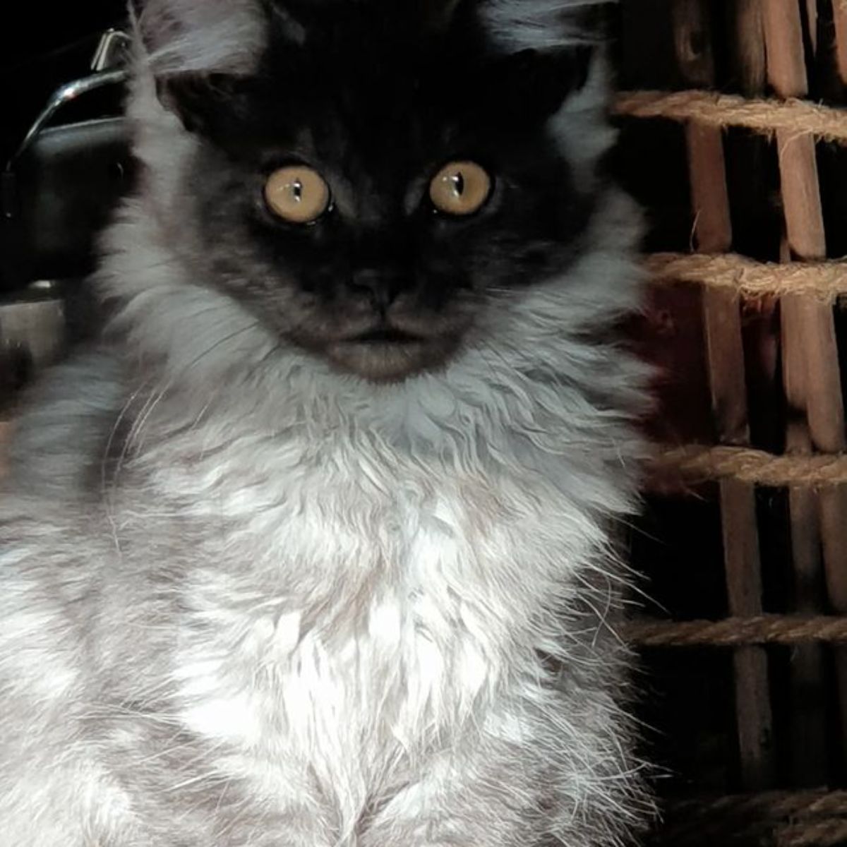 A fluffy white-gray maine coon starring into a camera lense.