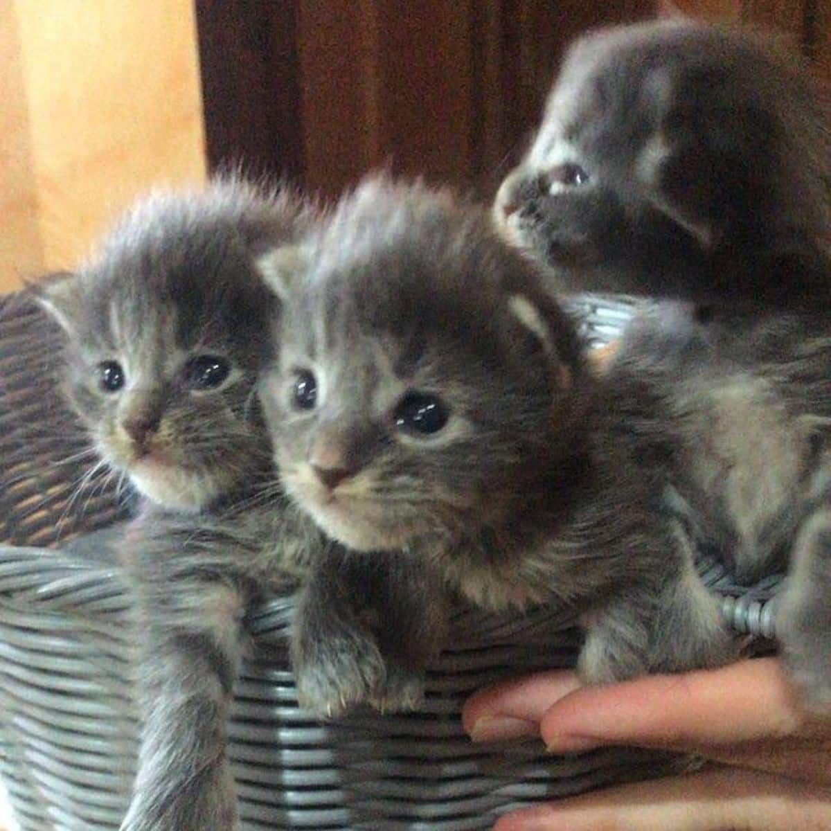 Three gray maine coon kittens in a basket held by a hand.