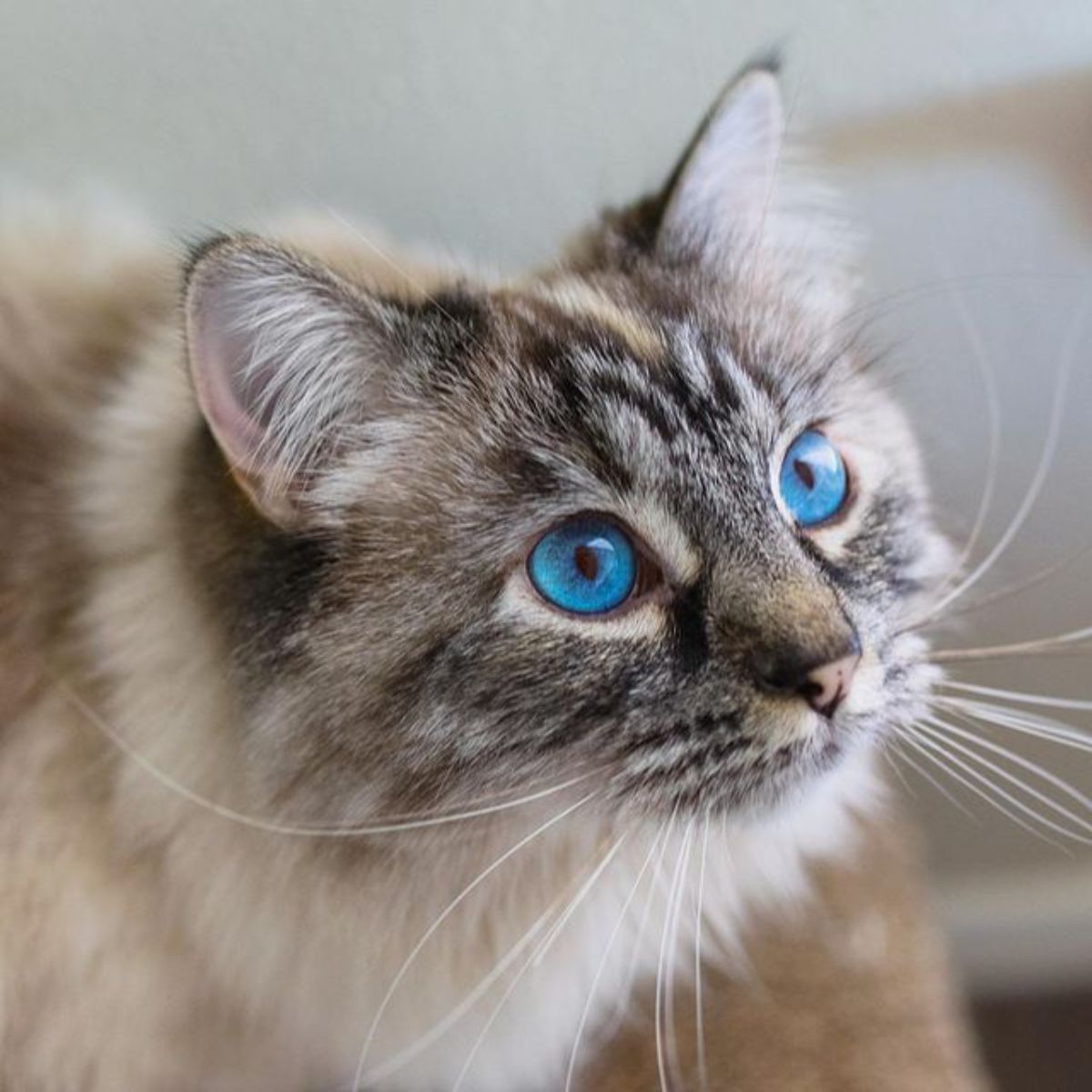 A close-up of a blue-eyed gray cat face.