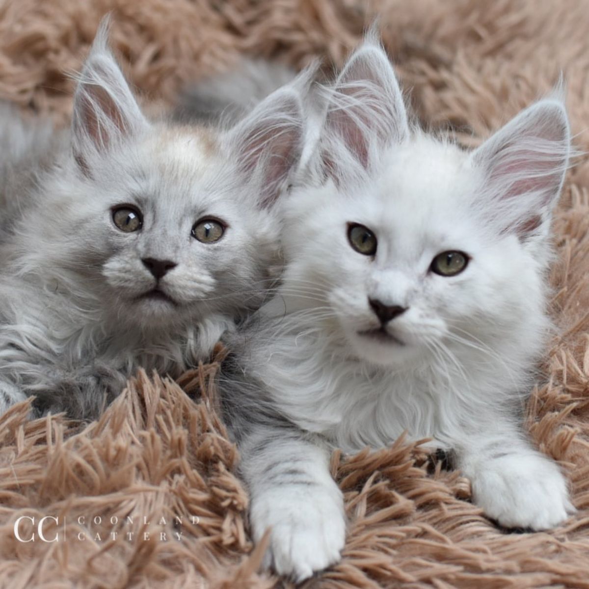 Two fluffy maine coon kittens lying on a fluffy rug.