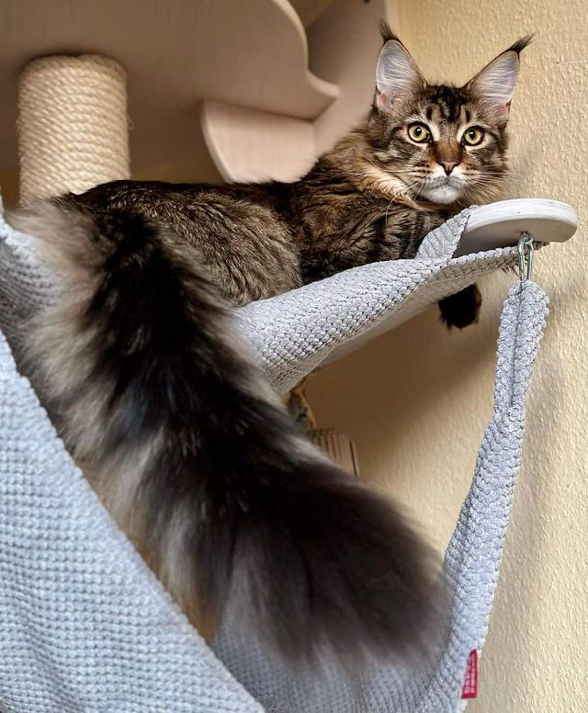 A fluffy tabby maine coon lying on a cat tree hammock.