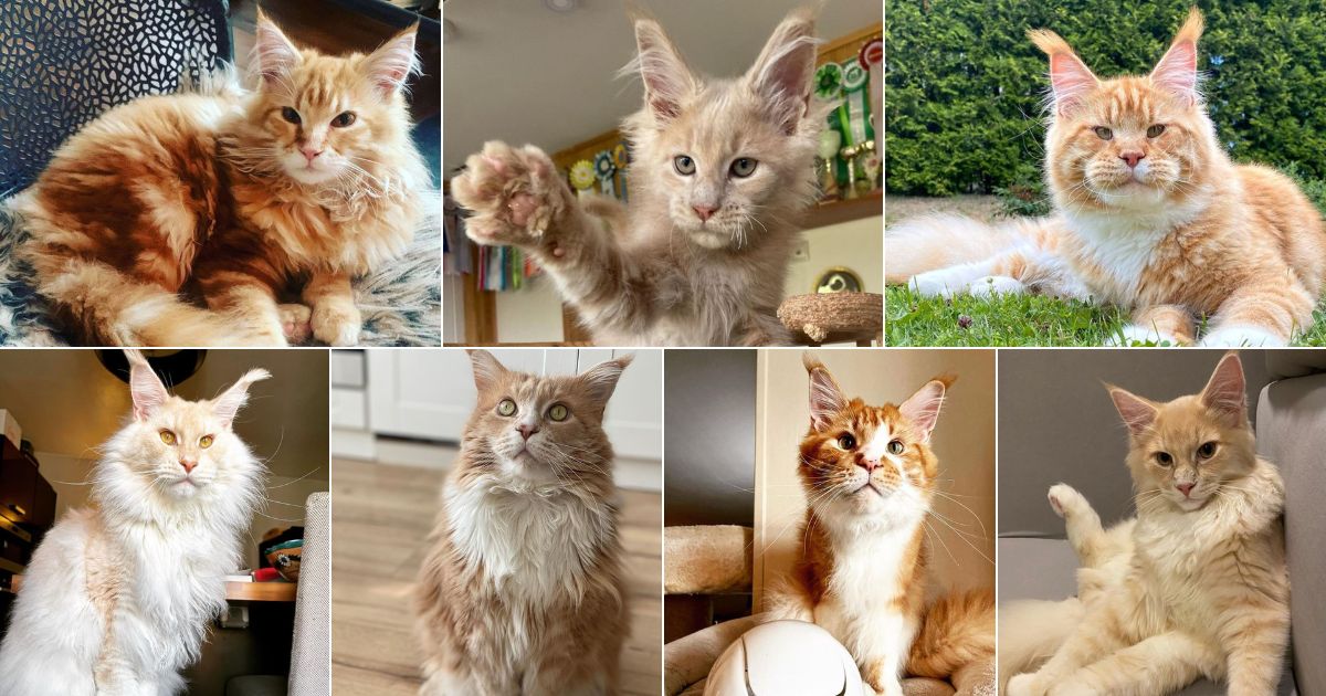 21 Gold Maine Coon Cats That You'll Love facebook image.