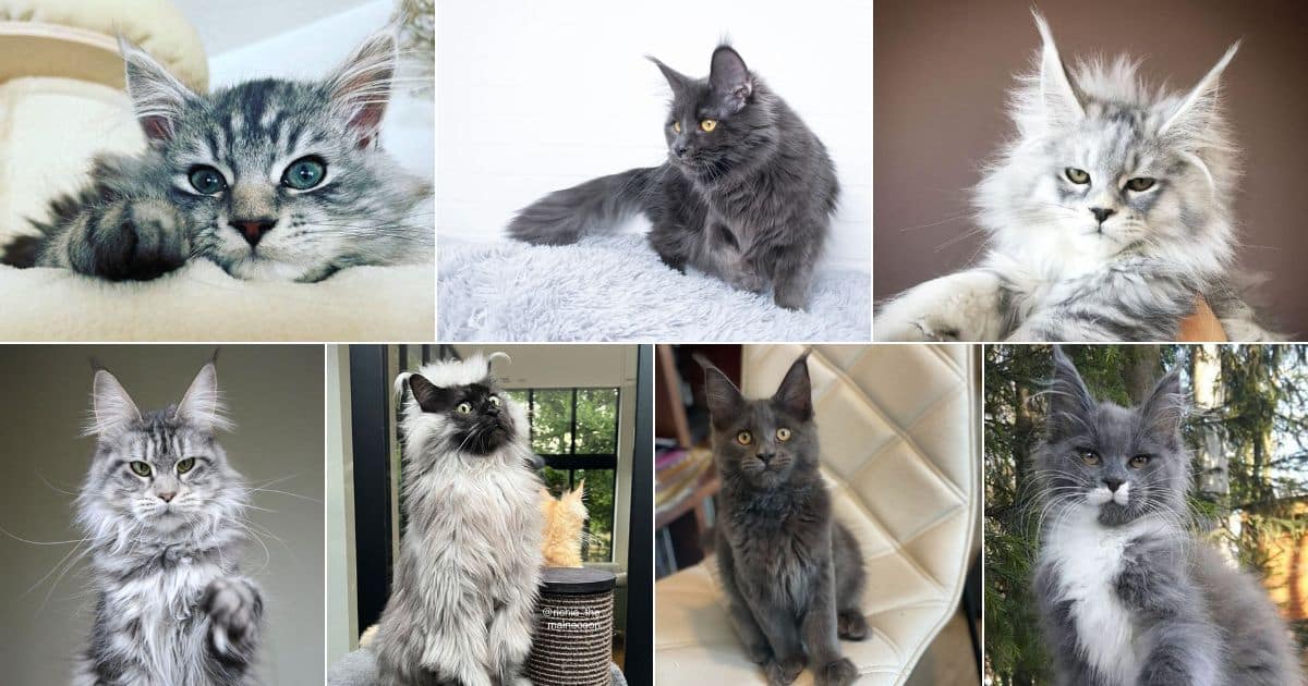 21 Gray Maine Coon Cats You’ll Love facebook image.