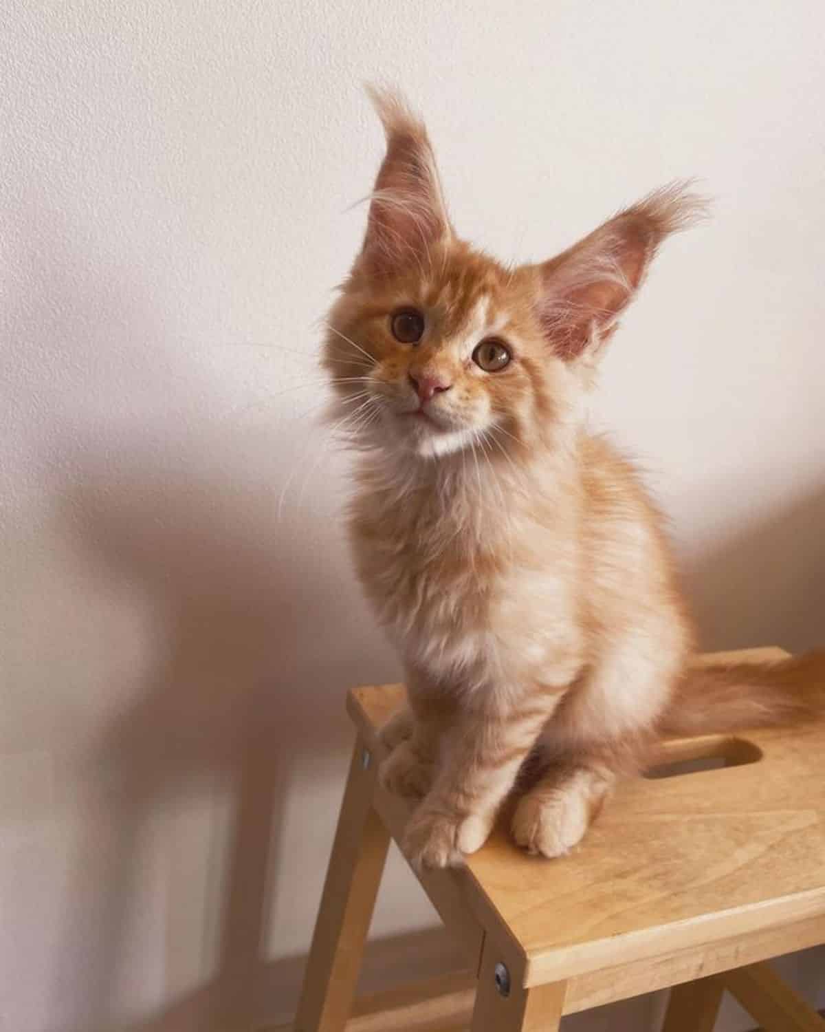 A fluffy red maine coon kitten sitting on    a small wooden stool.