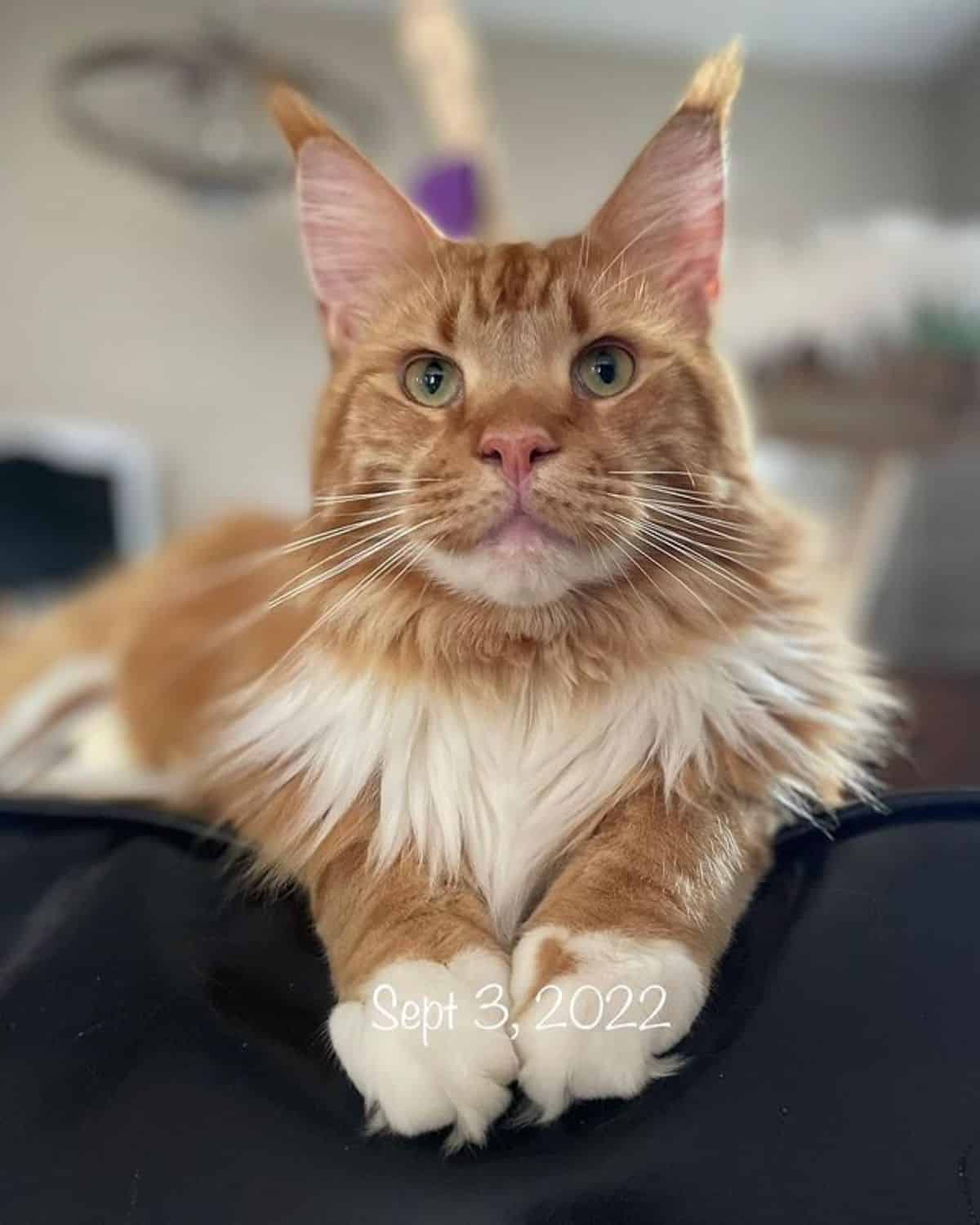 A fluffy ginger maine coon lying on a black sofa.