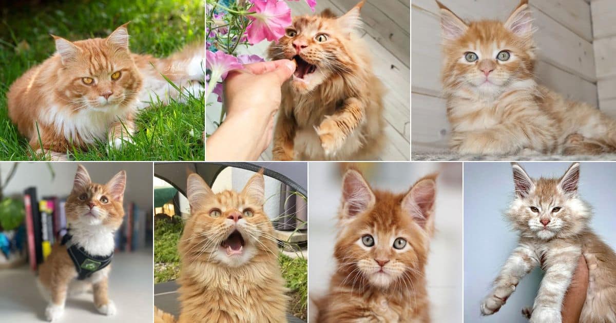 21 Red Maine Coon Cats You’ll Want To Adopt - MaineCoon.org