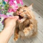 A human giving a treat to a red fluffy maine coon.
