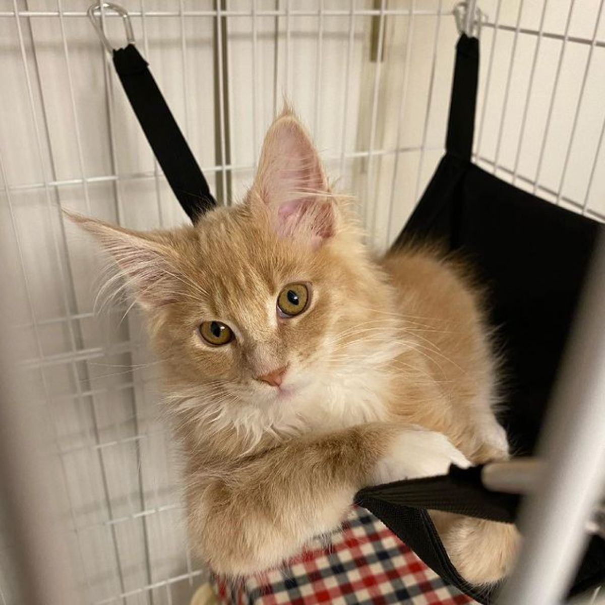 A fluffy golden maine coon lying in a black cat hammock.