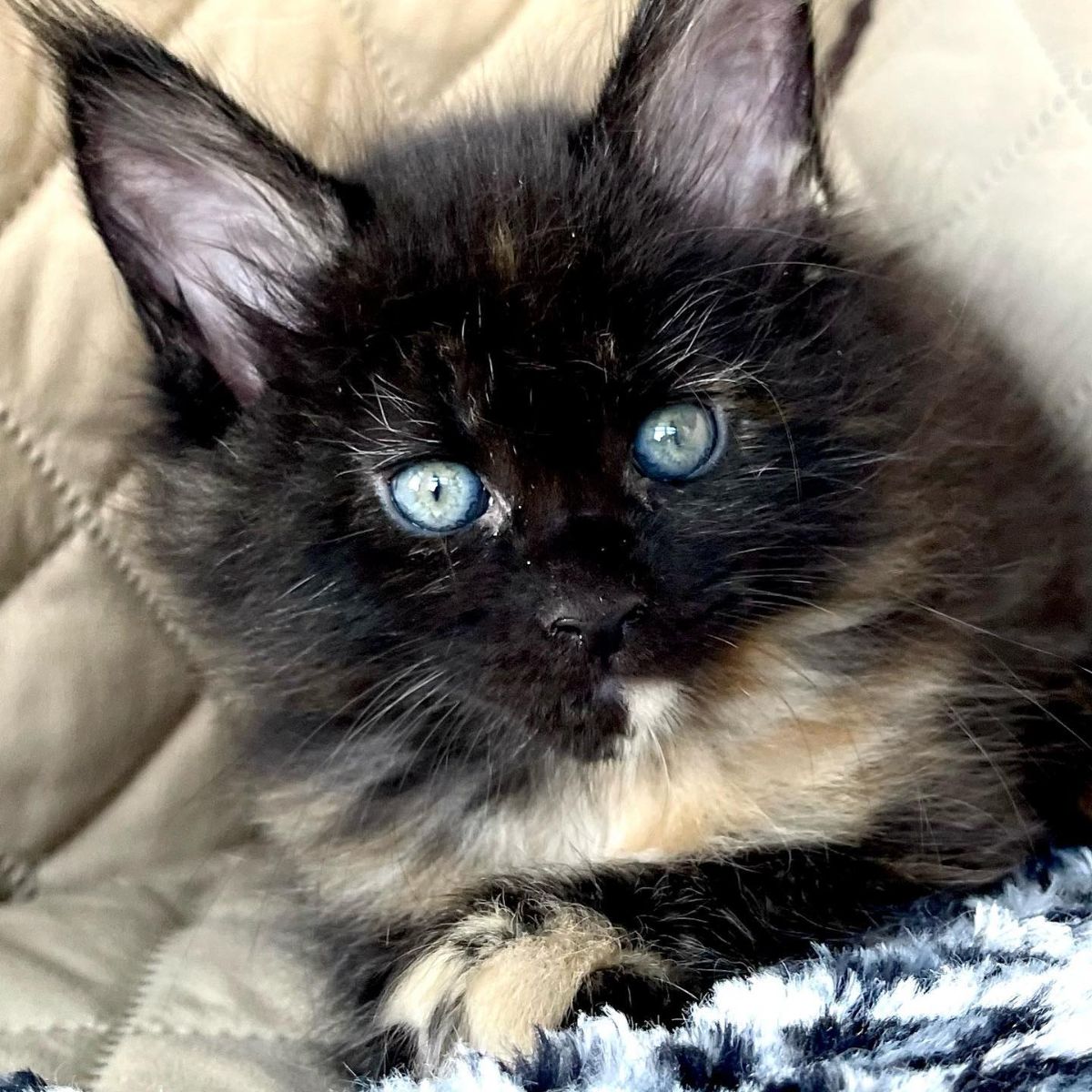 A cute tortoise maine coon kitten looking into a camera.