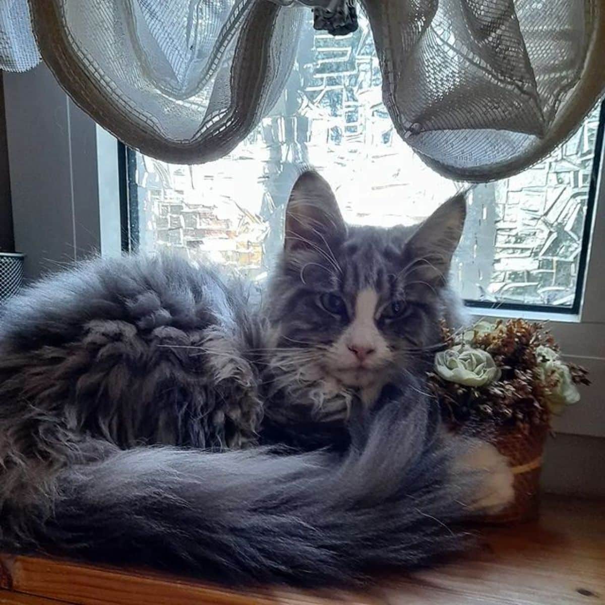 A fluffy tabby maine coon lying near a windowsill.