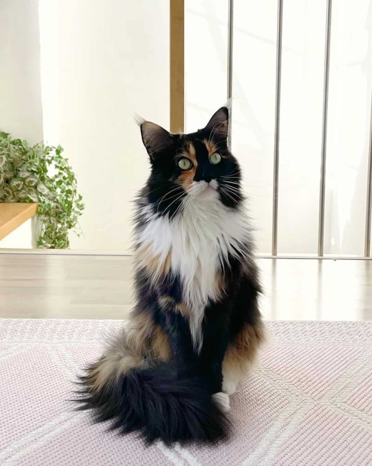 A fluffy calico maine coon sitting on a purple carpet.