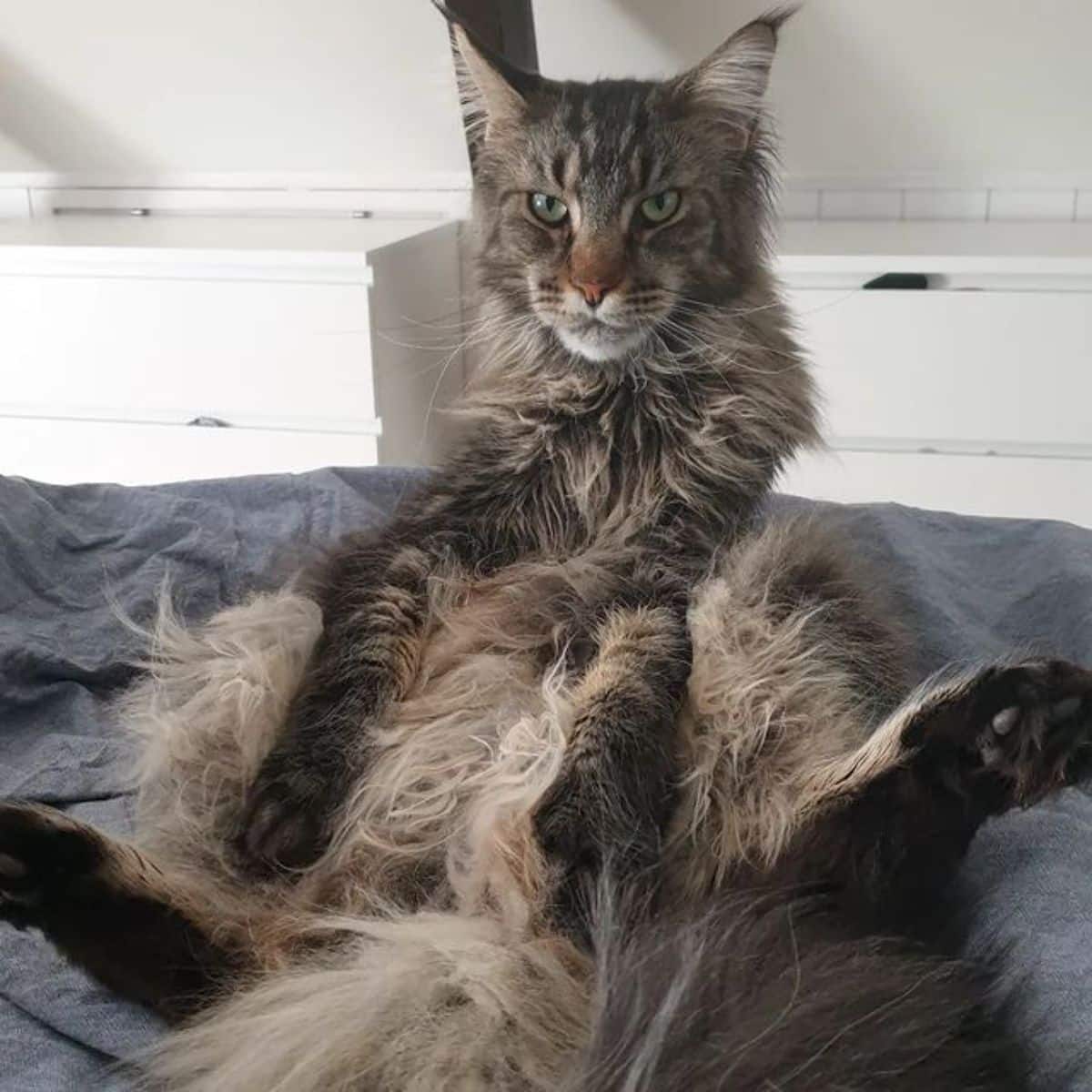 A fluffy tabby maine coon sitting in a funny postion on a blanket.